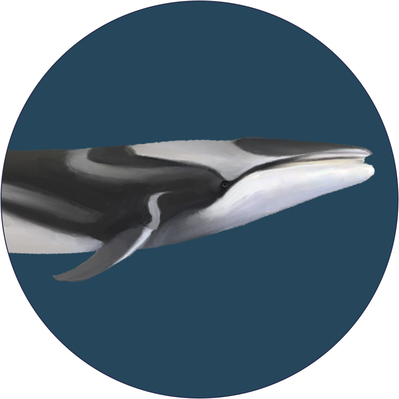 Fin-Whale