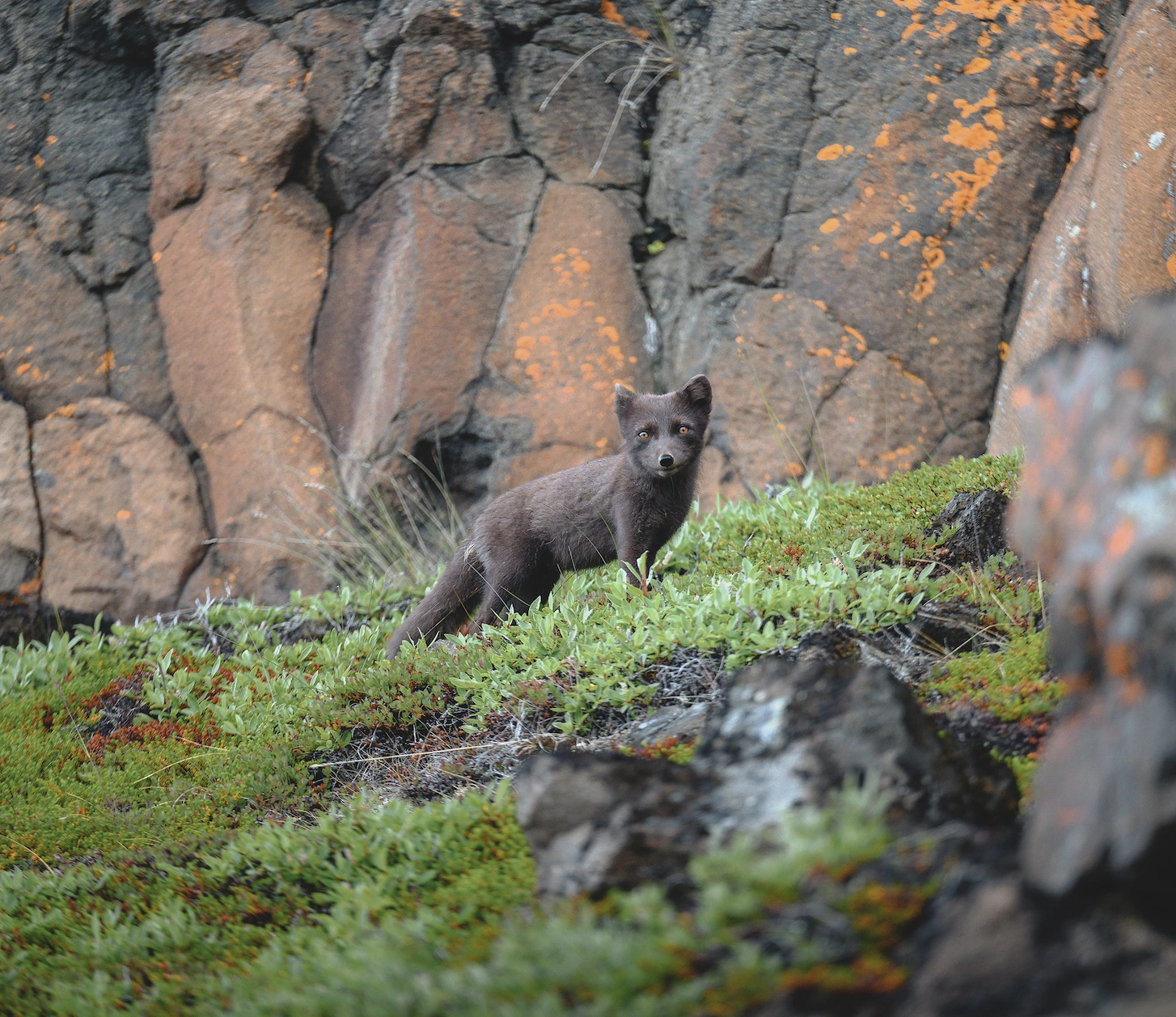 Fox-around-our-walk-to-Kuannit.-Photo-by-Alex-Stead-Visit-Greenland