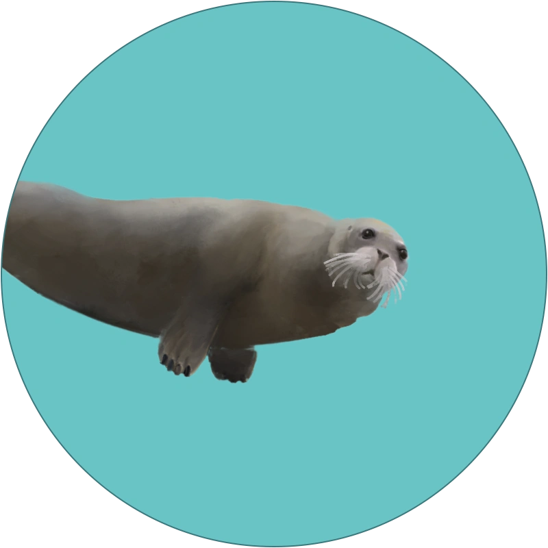 bearded-seal