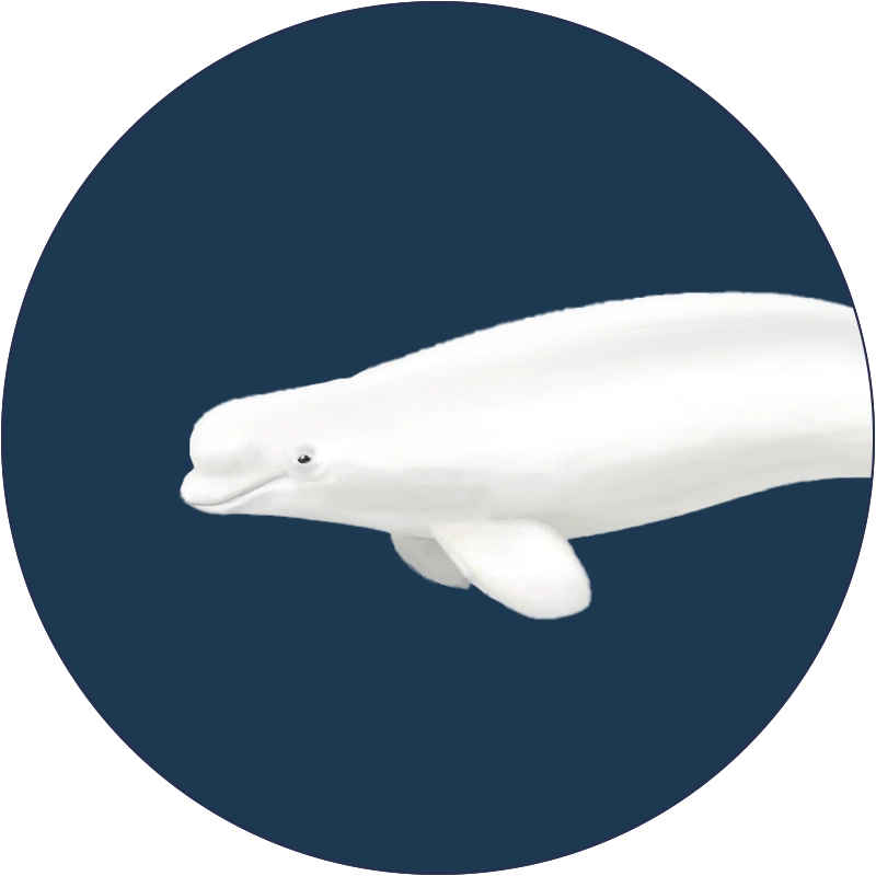 beluga