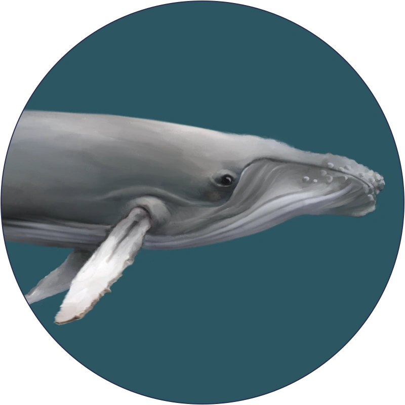 humpback-whale