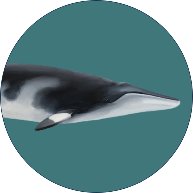 minke-whale