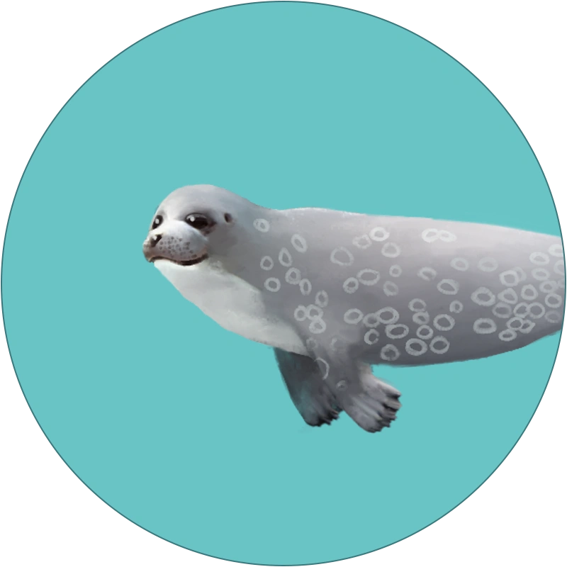 ringedseal